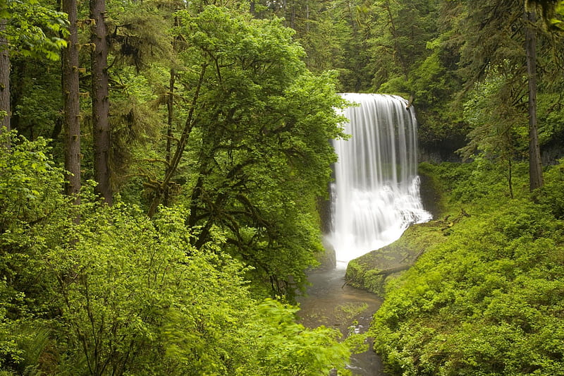 Small Waterfall, forest, dense, jungle, waterfall, nature, rain, trees, HD wallpaper
