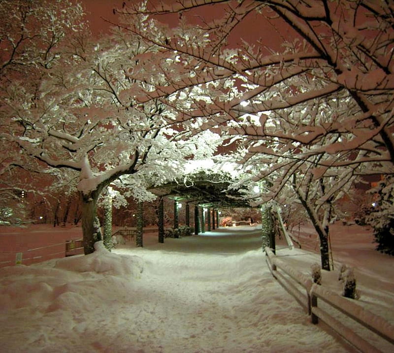 Beautiful Winter, beauty, garden, nature, tunnel, HD wallpaper