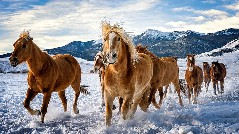Animal, Horse, Snow, Winter, HD wallpaper