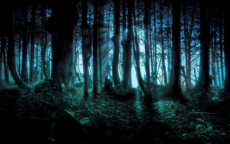 Mysterious forest, HD wallpaper
