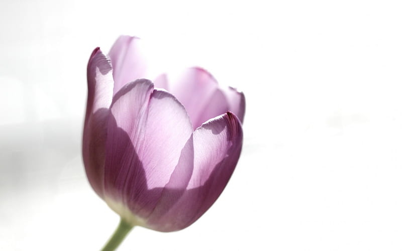 Purple Tulip, purple color, love, flower, one, macro nature, tulip, HD wallpaper
