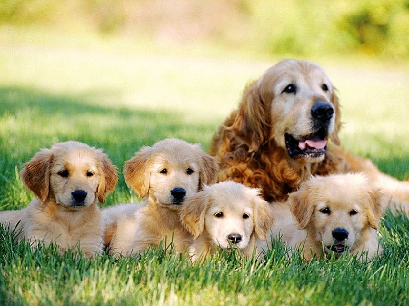 Dogs Family, cool, HD wallpaper