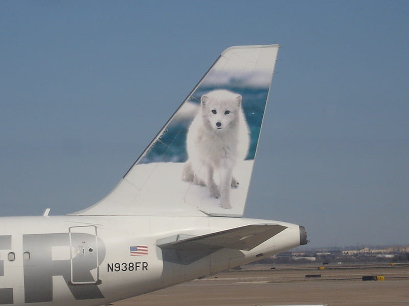 Frontier Airlines Arctic Fox - 'Misty', Jets, Arctic Fox, Planes, Airlines, Misty, Travel, Frontier, Tail Art, HD wallpaper