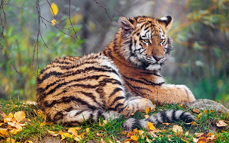 small tiger, wildlife, forest, predator, tigers, autumn, wild animals, HD wallpaper