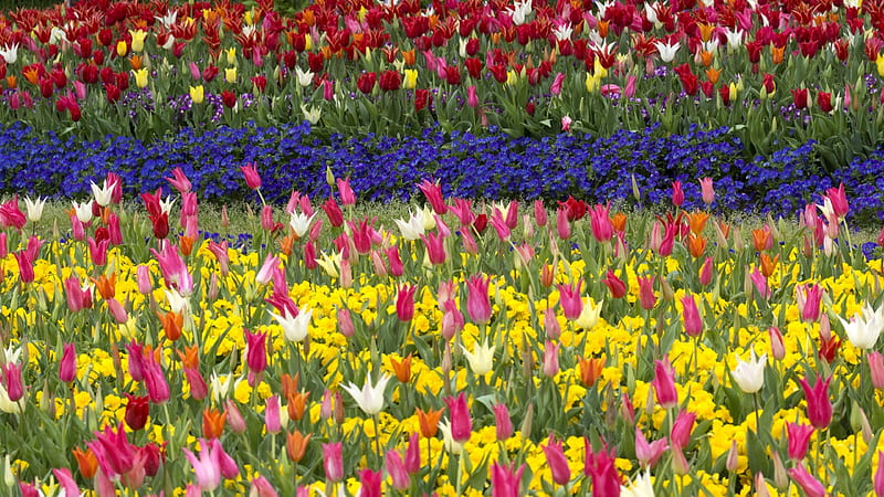 Tulips, Yellow, Red, Tulip, Orange, White, Churippu, 3840x2160 Pink, Tulipa gesneriana, Flowers, Signal red, Flower, HD wallpaper