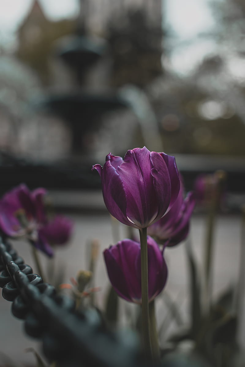 tulips, purple, flowers, plants, bloom, HD phone wallpaper