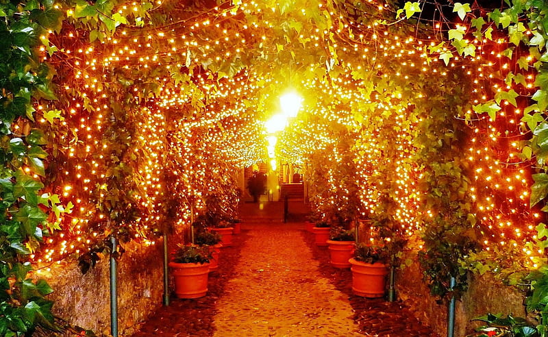 Christmas Decoration orange, little lamps, yellow, cenario, nice, lightness, gold, multicolor, scenario, pathway, bright, path, beauty, art, , christmas, brightness, cena, golden, black, arc, abstract, trees, cool, merry christmas, arch, christmas celebration, vases, awesome, garden, hop, red, artistic, colorful, ambar, bonito, artwork graphy, leaves, green, amber, trail, scenery, road, light amazing, view, lamps, colors, christmas trees, leaf, plants, branches, scene, night scenes, HD wallpaper