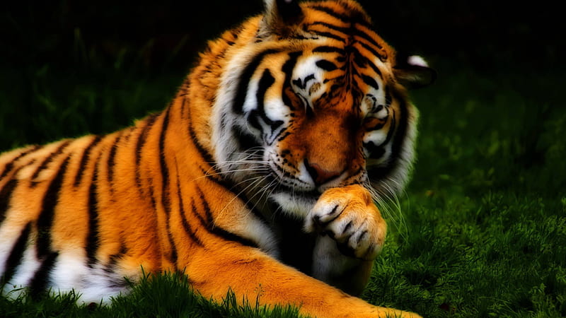 Scratching Tiger, tiger, tiger paw, tiger claw, HD wallpaper
