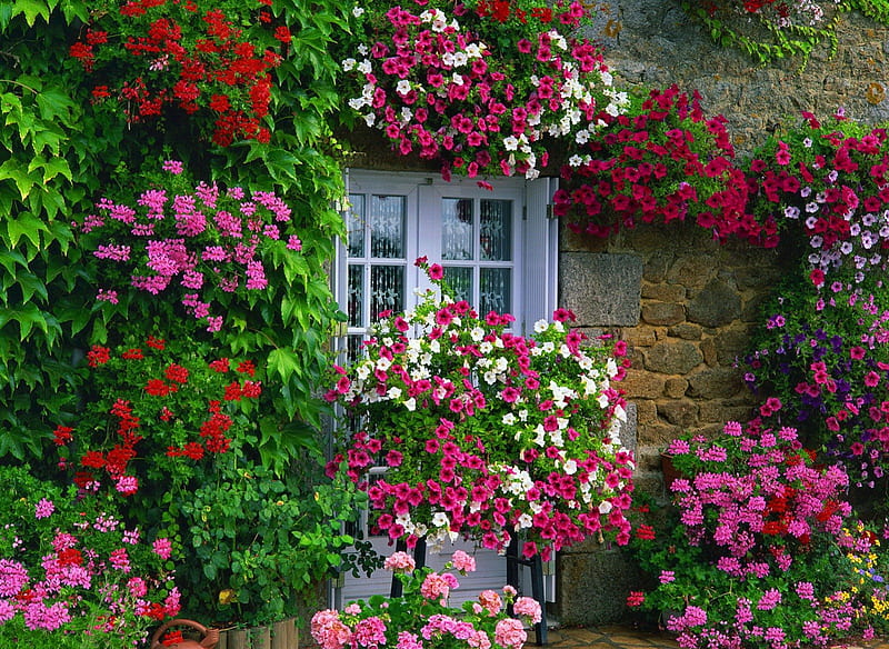 Floral house, pretty, colorful, house, lovely, window, cottage, home, bonito, floral, door, leaves, nice, summer, flowers, nature, HD wallpaper