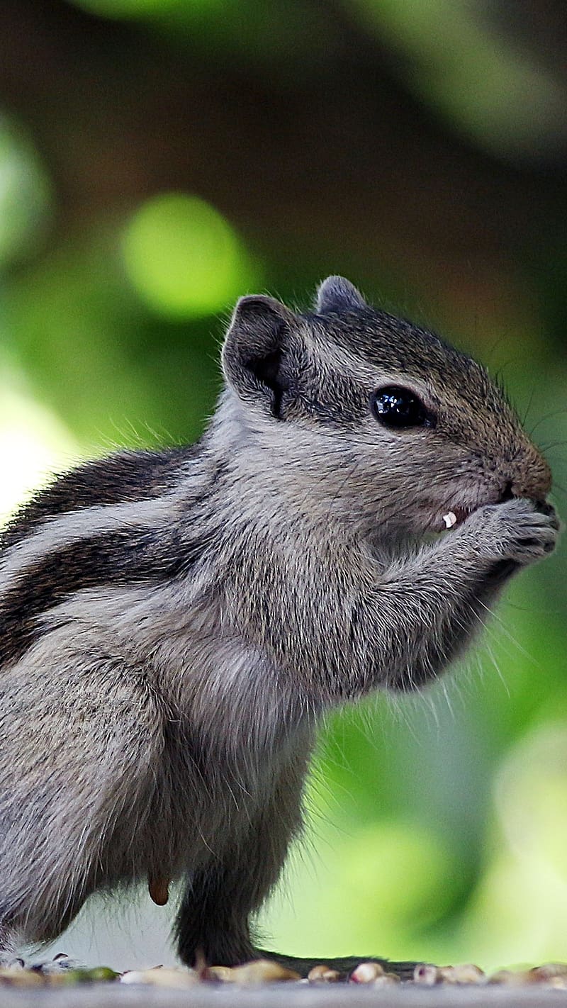 Cute Animals Grey Squirrel Eating, cute animals, grey, squirrel, eating, animal, HD phone wallpaper