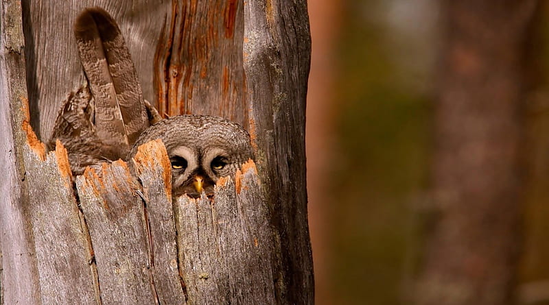 Owl, Storage, tree, bird, HD wallpaper