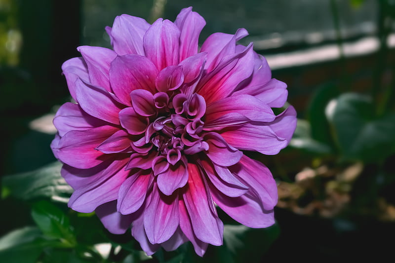 dahlia, flower, purple, closeup, HD wallpaper