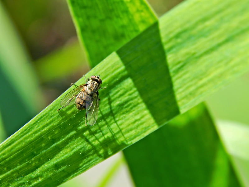 House fly, bug, green, nature, housefly, leaf, HD wallpaper