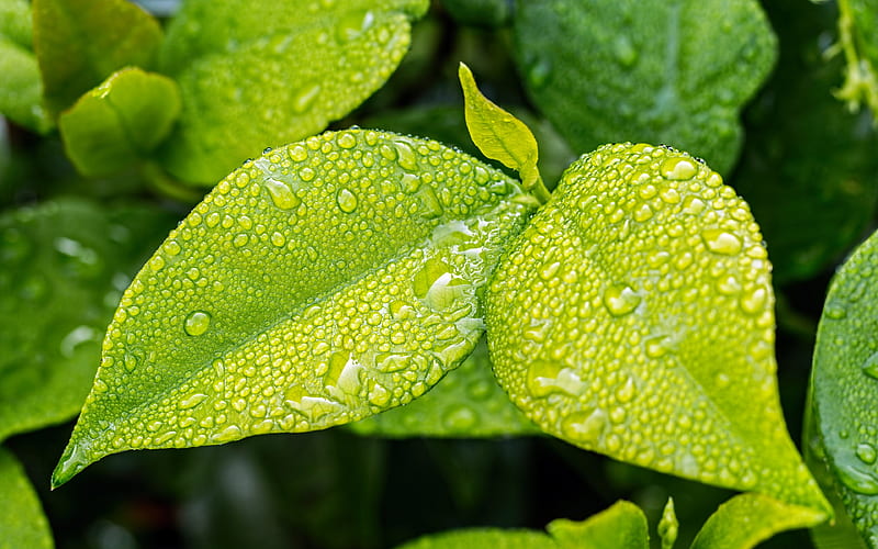 green leaves dew, close-up, fresh leaves, water drops, droplets, HD wallpaper
