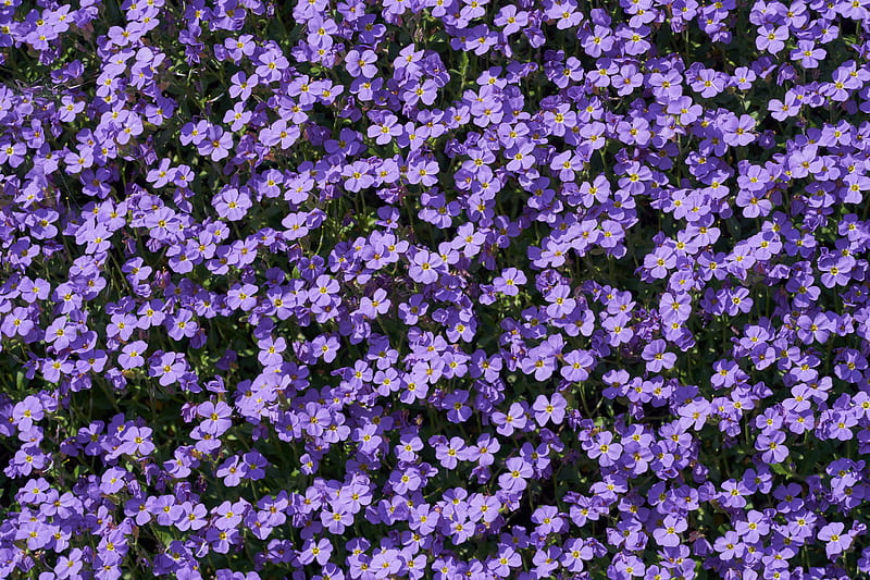 purple and white flower field, HD wallpaper
