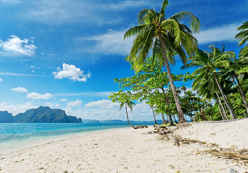 Tropical Paradise, sky, palms, sea, beach, sand, splendor, paradise ...