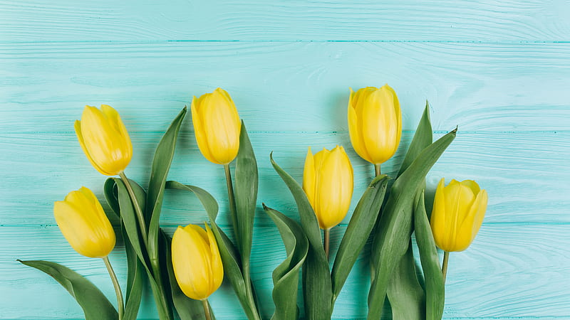 Spring Tulip Yellow Flower In Blue Wooden Background Flowers, HD wallpaper