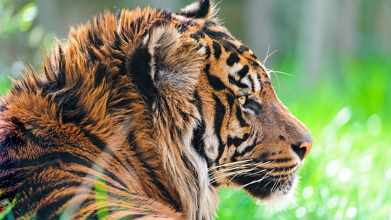 Sumatran Tiger wildlife, predators, HD wallpaper