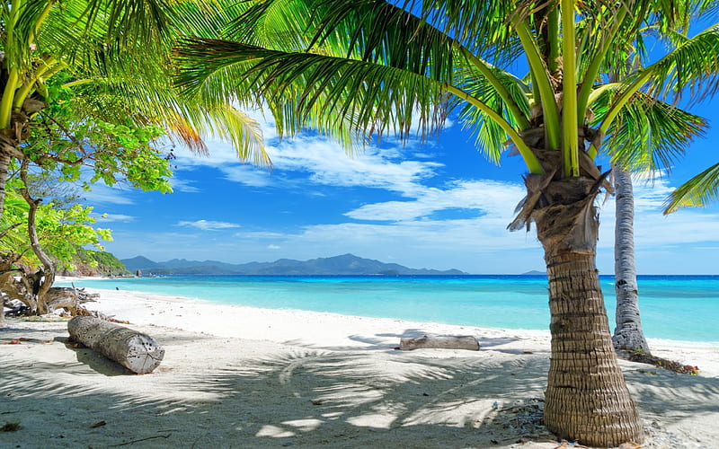Palm Tree on Tropical Beach, logs, trees, beaches, palms, HD wallpaper