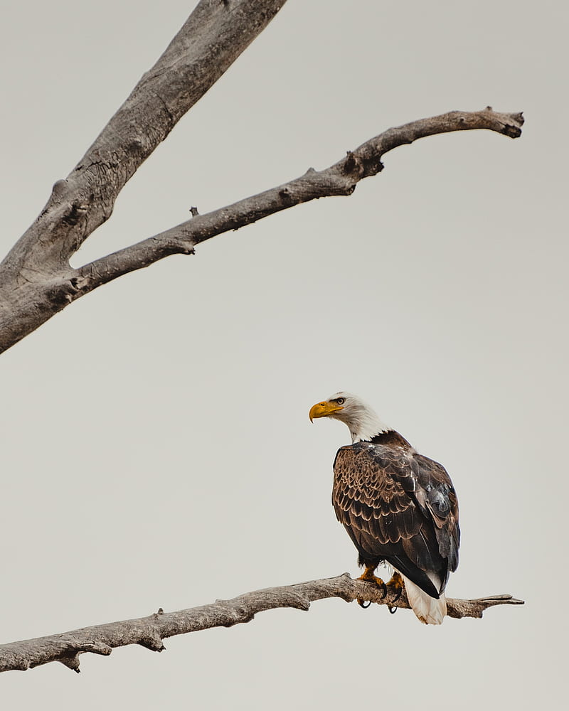 bald eagle, eagle, bird, brown, branch, wildlife, HD phone wallpaper
