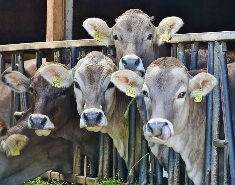Feeding cows, calfs, animal domestic, feeders, yearlings, heifers, HD wallpaper