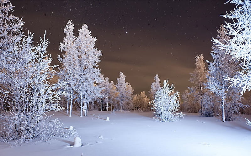 Winter, forest, snow. Winter, Winter, Winter forest, 1920X1200 Winter ...