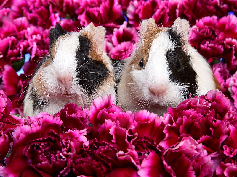 Two Guinea Pigs In Flowers, pet, pig, house, guinea, flowers, rodent, animal, HD wallpaper