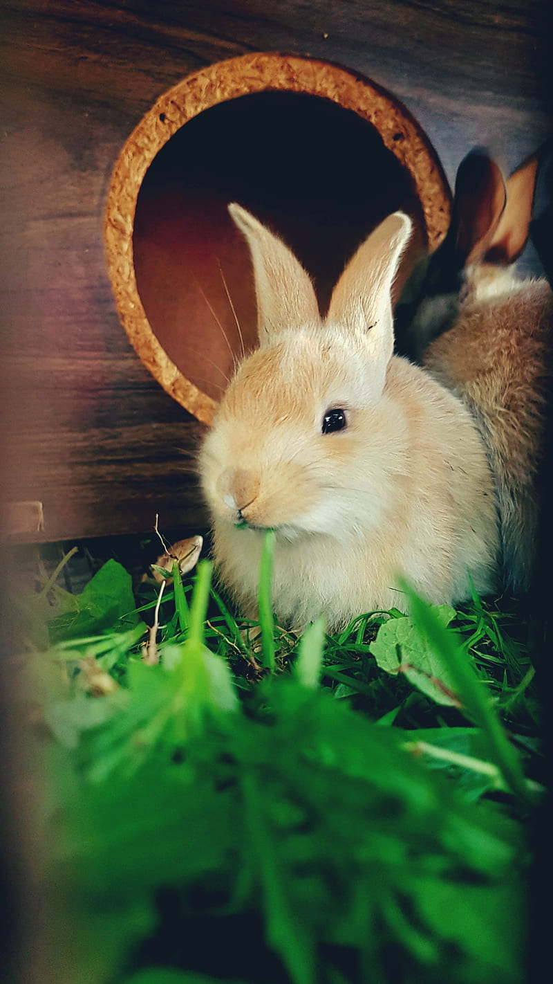 Conejo, bunny, pets, rabbit, rabbits, HD phone wallpaper
