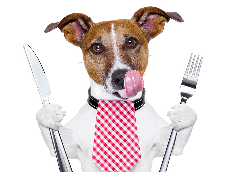 I'm ready!, food, caine, tie, tongue, situation, animal, jack russell terrier, funny, pink, dog, HD wallpaper