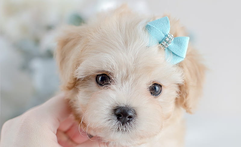 :), maltipoo, dog, puppy, cute, mini, teacup puppy, caine, HD wallpaper