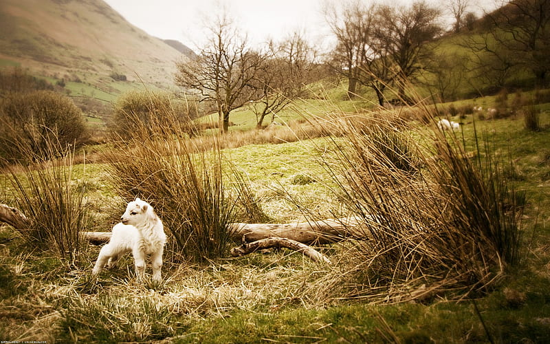 Little Lost Lamb, countryside, hills, sheep, grass, trees, animal, log, HD wallpaper