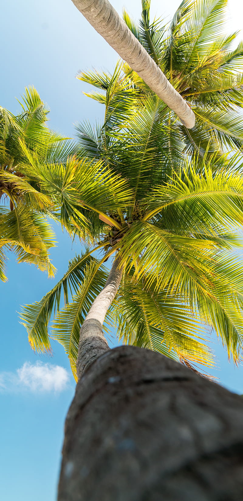 palm trees, trunk, branches, leaves, bottom view, HD phone wallpaper