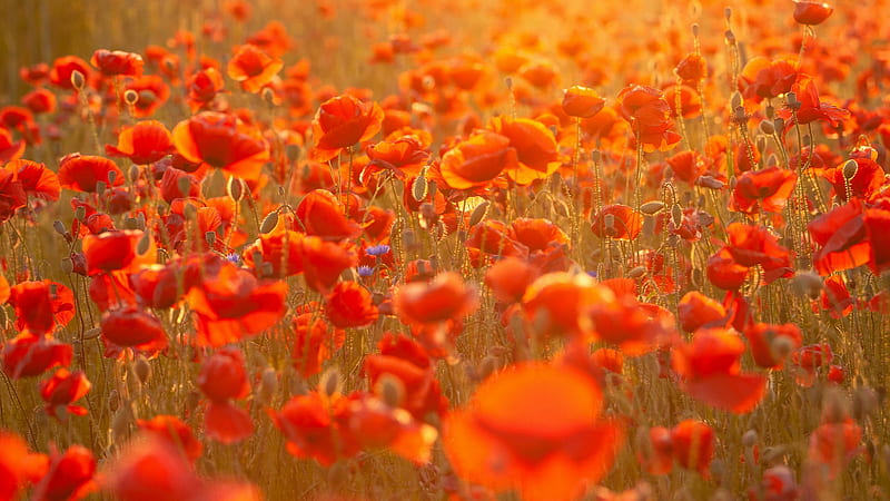 Red Common Poppy Flowers Buds Field With Sunrays Flowers, HD wallpaper