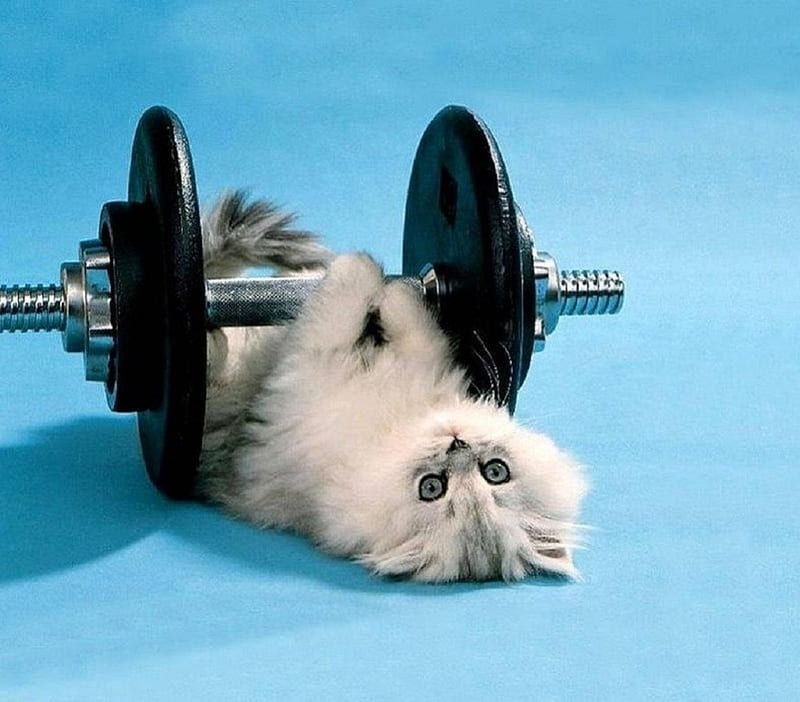 gym kitty, gym, cute, kitty, funny, cat, animals, HD wallpaper