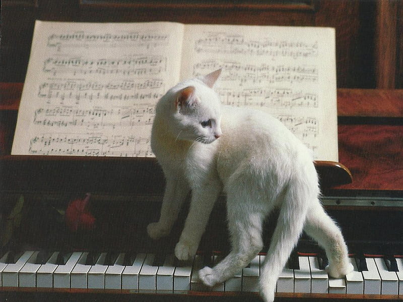 Cat, keys, sheet music, white, piano, HD wallpaper