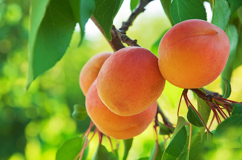 peach, fruit, tree, branch, HD wallpaper