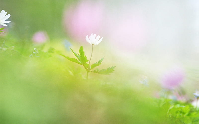 Soft Focus graphy - Romantic Flowers dim 21, HD wallpaper