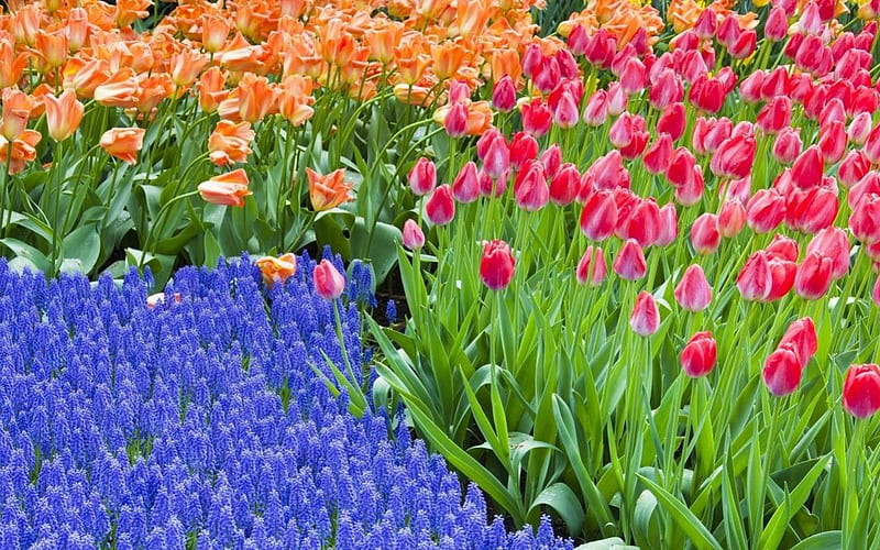Flower bed, hyacinths, flower, nature, spring, tulips, HD wallpaper