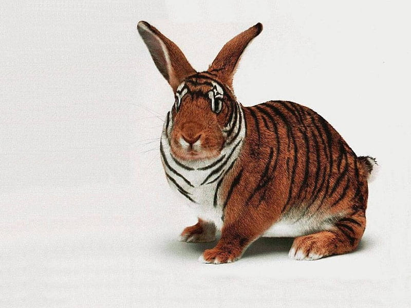Tiger Rabbit, stripes, bunny, both, mixed, HD wallpaper