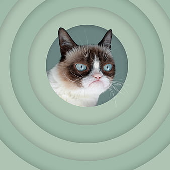 grumpy cat iphone wallpaper