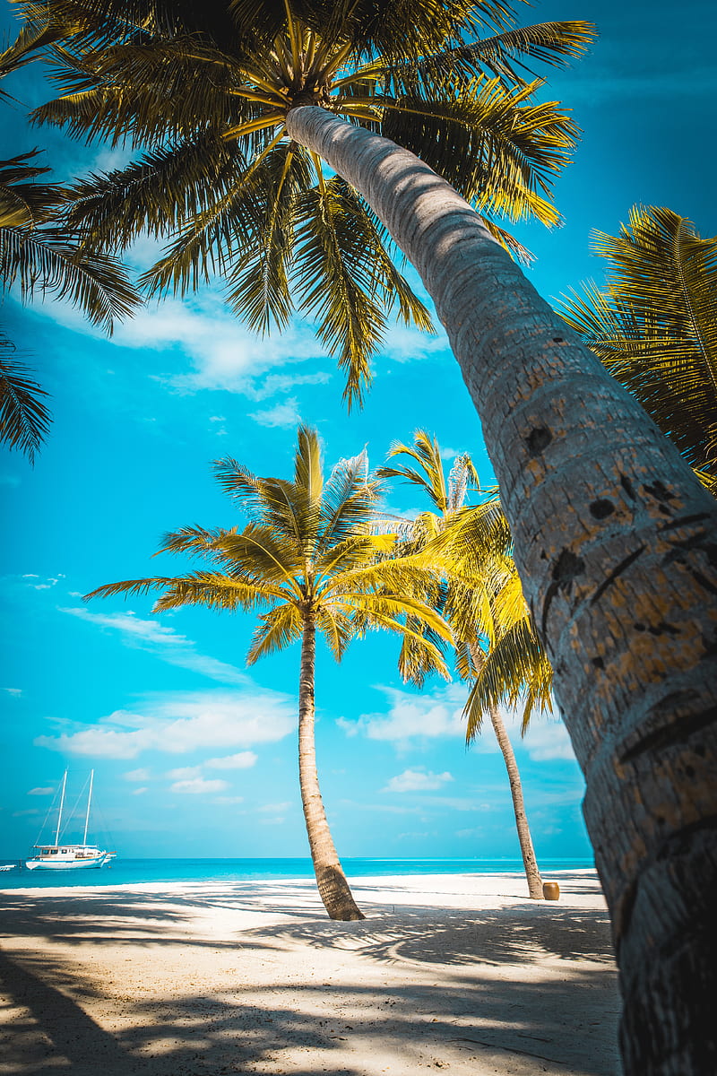 palm trees, beach, sand, tropics, paradise, HD phone wallpaper