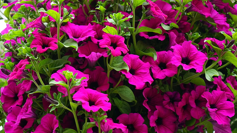 Petunias, many, pretty cerise graphy, flowers, garden, nature, pink, blooms, HD wallpaper