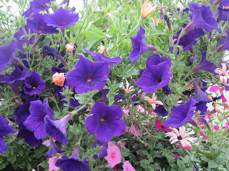 Flowers garden in greenhouse 63, graphy, purple, Petunias, green, Flowers, pink, HD wallpaper