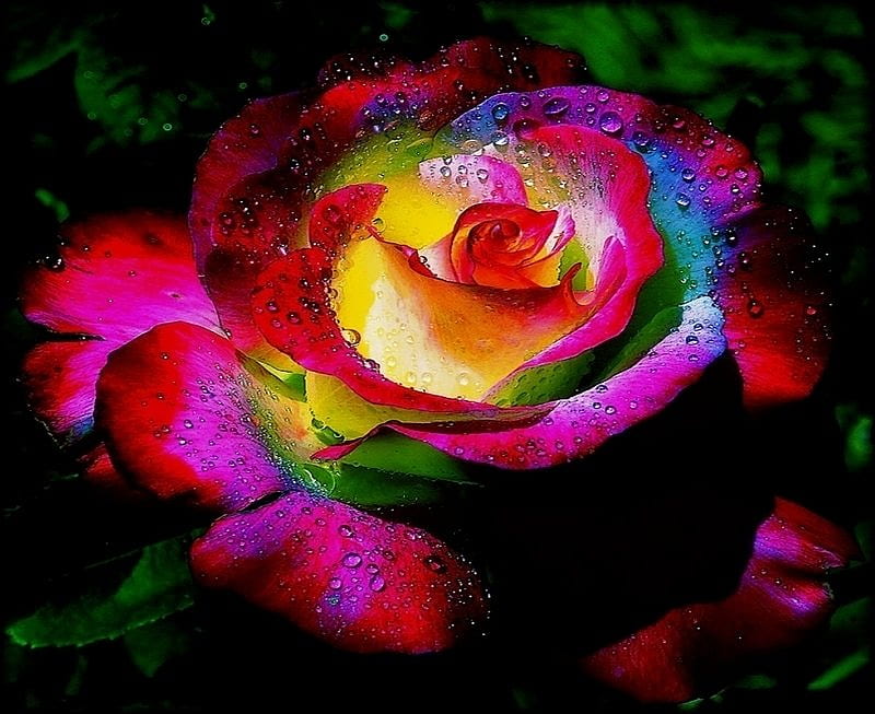COLORS OF THE RAINBOW, flower, colors, rainbow, rose, HD wallpaper | Peakpx