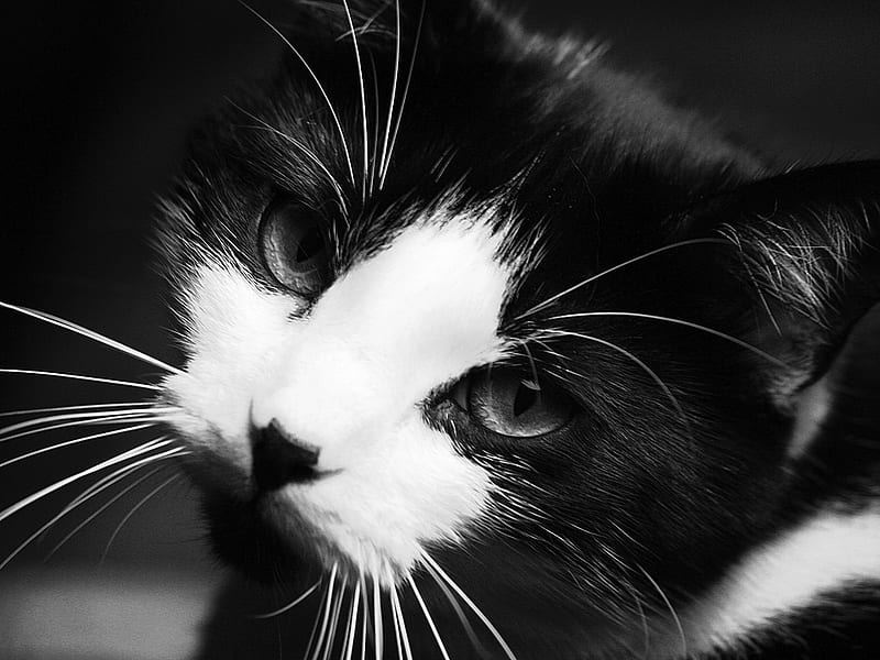 Tuxedo-BW, kitty, black and white, kittens, cat, kitten, cats, animals, tuxedo cat, HD wallpaper