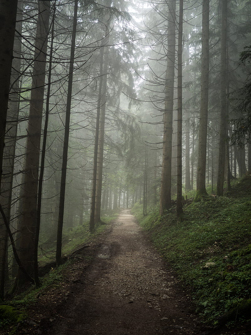pathway along forest during foggy day, HD phone wallpaper