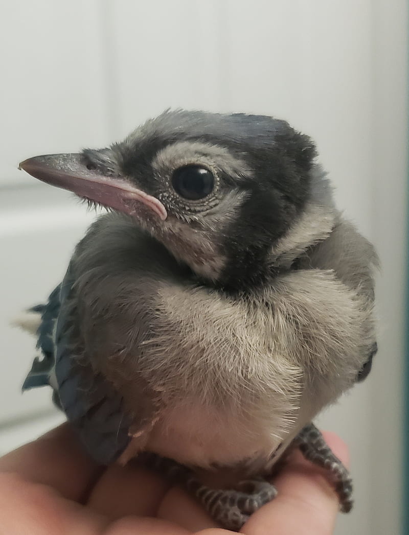 Baby Blue Jay Birds Bluejay Fledgling Wildlife Hd Mobile Wallpaper Peakpx