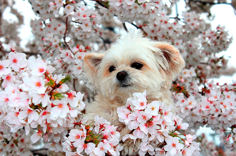 SPRING LOVE, flowers, spring, puppy, dog, HD wallpaper