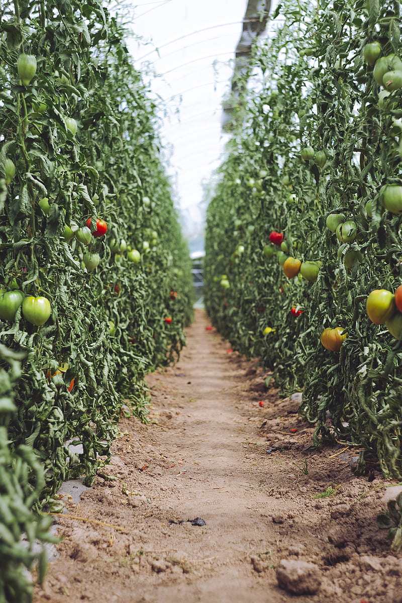 selective focus graphy of pathway between tomato plants, HD phone wallpaper