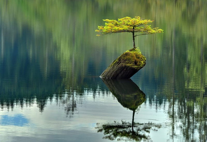 Tree on A Stump in A Pond, pond, fall, tree, stump, HD wallpaper